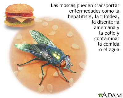 Hepatitis A - Miniatura de ilustración
              