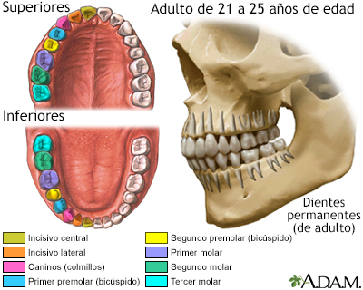 Desarrollo de los dientes permanentes - Miniatura de ilustración
              