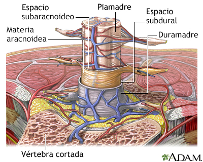 Meninges de la columna vertebral - Miniatura de ilustración
              