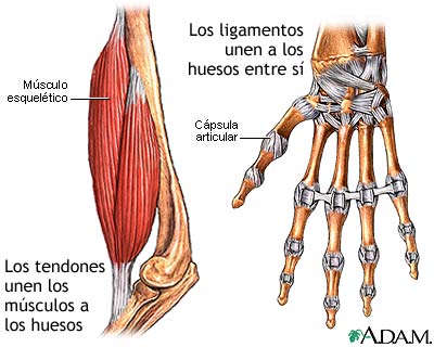 Tendones y ligamentos - Miniatura de ilustración
              