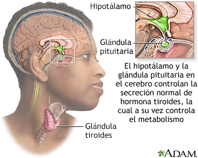 Relación cerebro-tiroides