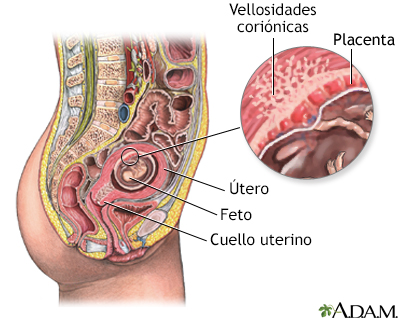 Muestra de vellosidad coriónica - anatomía normal