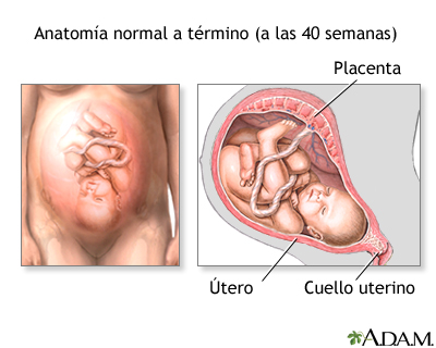 Nacimiento vaginal - Serie - anatomía normal - Miniatura de presentación
              
