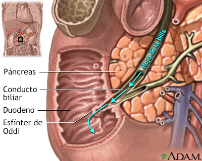 Reparación quirúrgica de la obstrucción biliar - serie - Anatomía normal