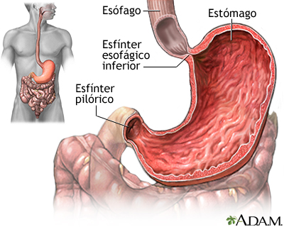 Estómago - Miniatura de ilustración
              