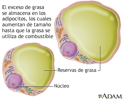 Lipocitos (células grasas)