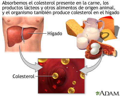 Productores de colesterol - Miniatura de ilustración
              