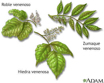 Plantas venenosas - Miniatura de ilustración
              