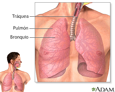 Tracto respiratorio inferior - Miniatura de ilustración
              