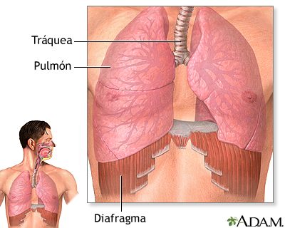 Diafragma y pulmones - Miniatura de ilustración
              