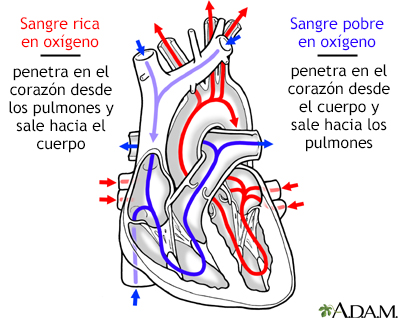 Circulación de la sangre a través del corazón - Miniatura de ilustración
              