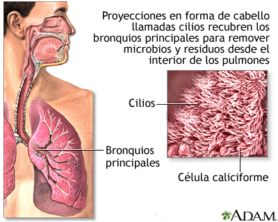 Cilios respiratorios - Miniatura de ilustración
              