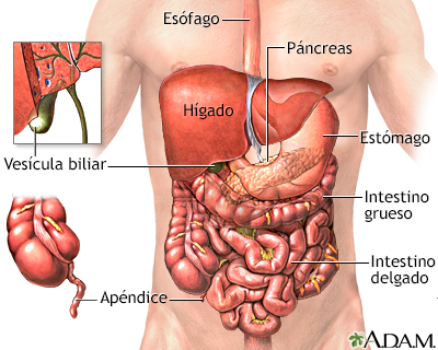 Órganos abdominales - Miniatura de ilustración
              
