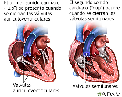 Latido cardíaco - Miniatura de ilustración
              
