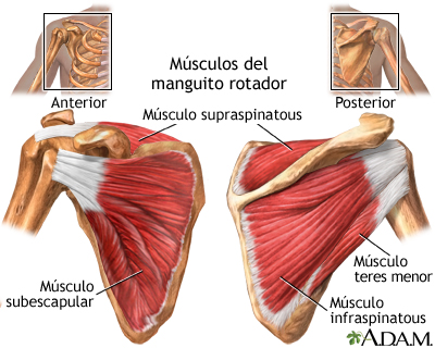 Músculos del manguito rotador - Miniatura de ilustración
              