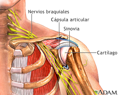 Articulación del hombro - Miniatura de ilustración
              