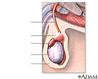 SUSPENSORIO TESTICULAR - MD