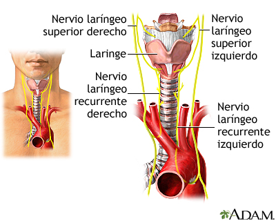 Nervios de la laringe - Miniatura de ilustración
              