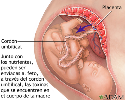 Consumo de sustancias durante el embarazo - Miniatura de ilustración
              