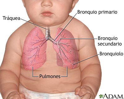 Pulmones - bebé - Miniatura de ilustración
              