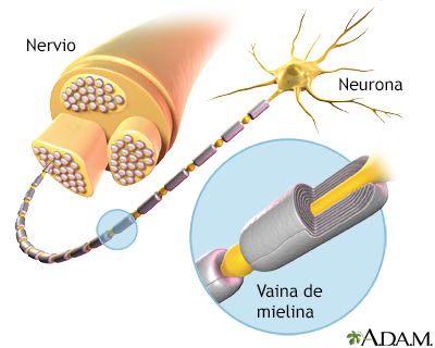 Mielina y estructura nerviosa