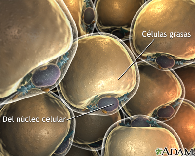 Lipocitos (células grasas) - Miniatura de ilustración
              