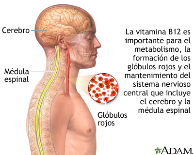 Beneficios de la vitamina B12 - Miniatura de ilustración
              