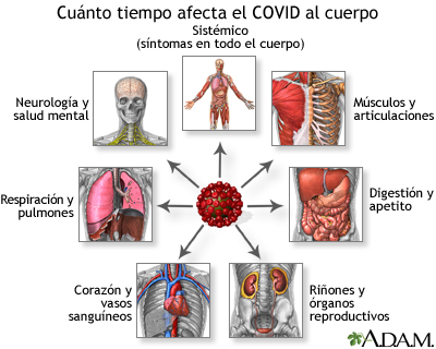 Cuánto tiempo afecta el COVID al cuerpo - Miniatura de ilustración
              