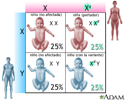 Variantes genéticas recesivas ligados al cromosoma X - Miniatura de ilustración              