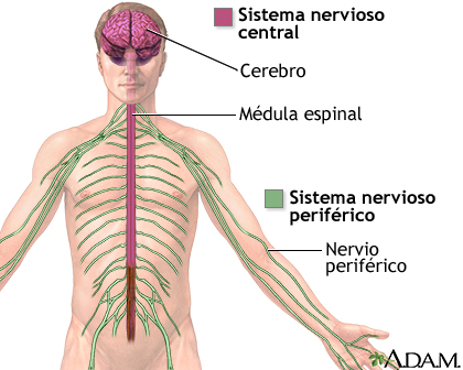 Sistema nervioso central y sistema nervioso periférico - Miniatura de ilustración              