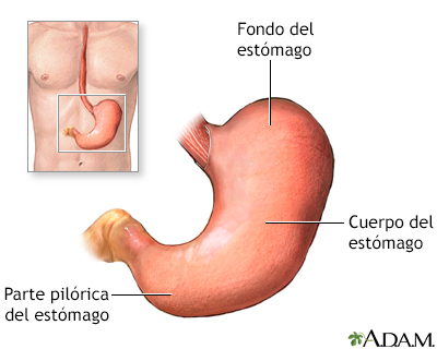 Anatoma del estmago - Miniatura de presentación
              