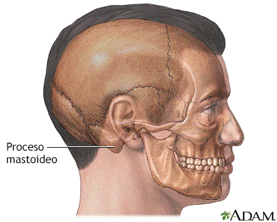 Mastoidectomía - Serie - Anatomía normal - Miniatura de presentación
              