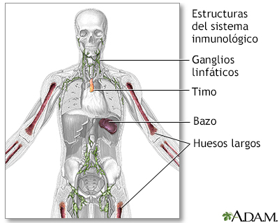 Estructuras del sistema inmunológico - Miniatura de ilustración
              