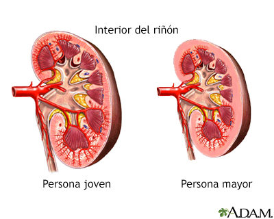 Cambios en el riñón por el envejecimiento - Miniatura de ilustración
              