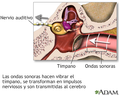 Sentido de la audición - Miniatura de ilustración
              