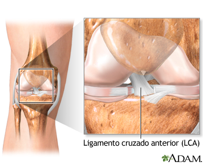 Anatomía de una rodilla normal - Miniatura de ilustración
              