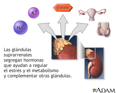 Secreción hormonal de las glándulas suprarrenales - Miniatura de ilustración
              