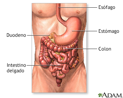 Anatomía digestiva inferior
