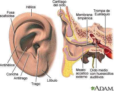 Oído externo e interno - Miniatura de ilustración
              