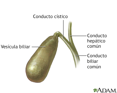 Anatomía de la vesícula biliar - Miniatura de ilustración
              