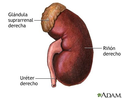 Anatomía del riñón - Miniatura de ilustración
              
