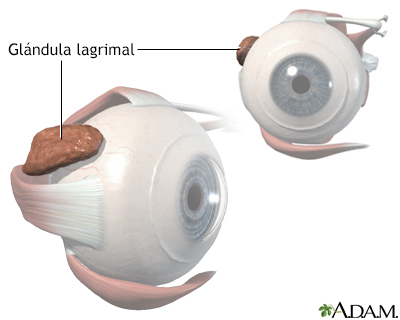 Anatomía de la glándula lagrimal - Miniatura de ilustración
              