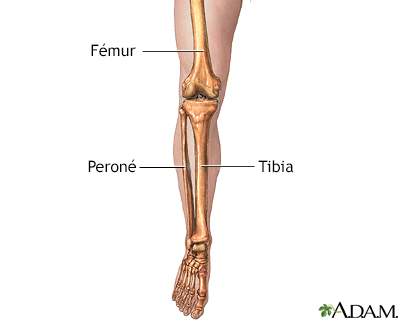 Anatomía esquelética de la pierna - Miniatura de ilustración
              