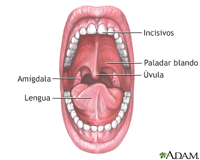 Anatomía de la boca - Miniatura de ilustración
              