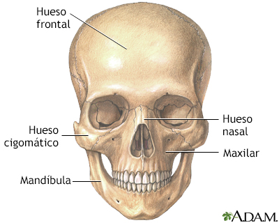 Anatomía del cráneo - Miniatura de ilustración
              