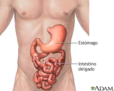 Estómago e intestino delgado - Miniatura de ilustración
              