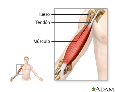 Tendones y músculos - Miniatura de ilustración
              