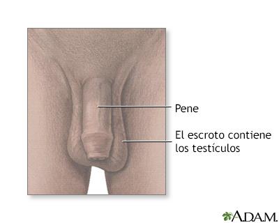 Anatomía testicular