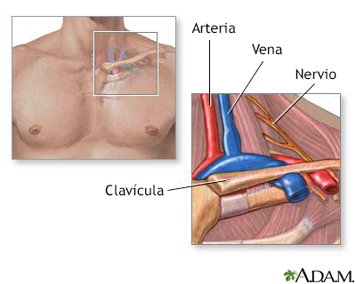 Anatomía de la salida del tórax - Miniatura de ilustración
              