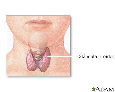 Anatomía de la tiroides en el niño - Miniatura de ilustración
              